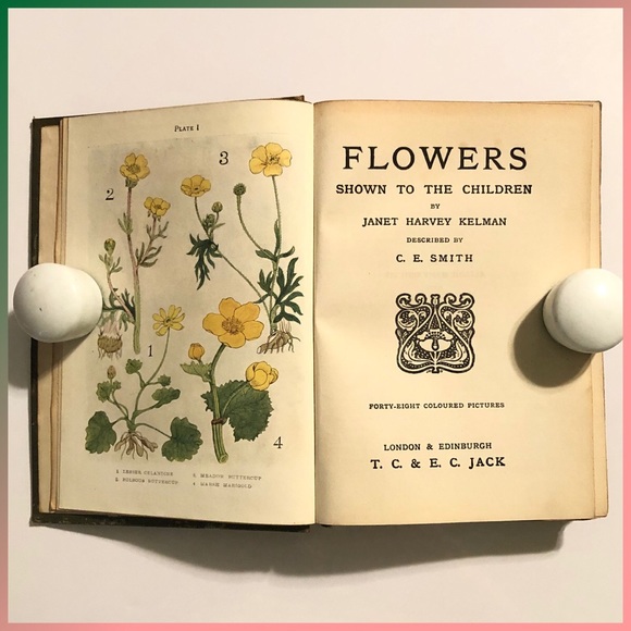 Flowers Shown to the Children 1908 - Color Plates - Picture 3 of 11